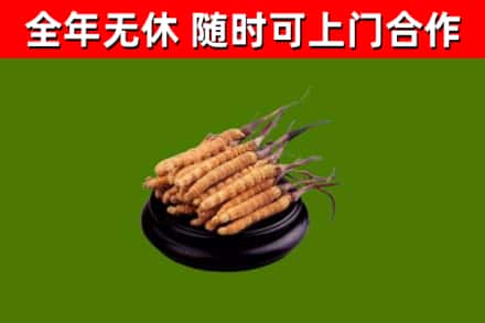 弥渡烟酒回收冬虫夏草.jpg