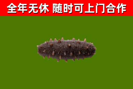 弥渡烟酒回收干海参.jpg